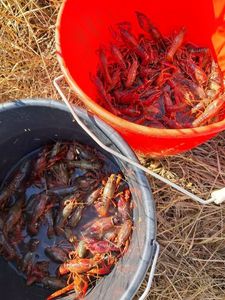 Spinycheek Crayfish