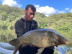 Common Carp