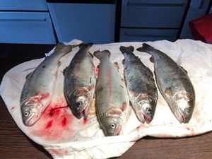 Cutthroat Trout