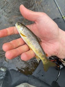 Brown Trout