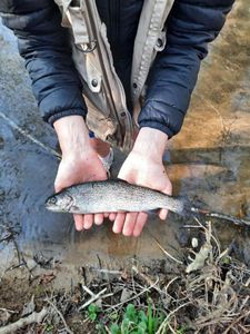 Rainbow Trout