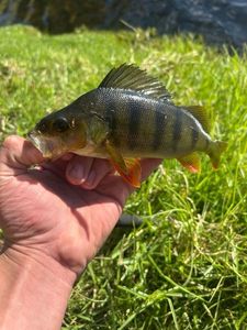 Redfin perch