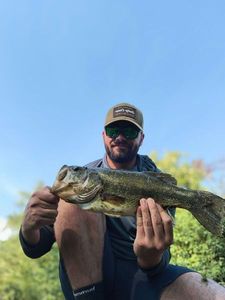 Largemouth Bass