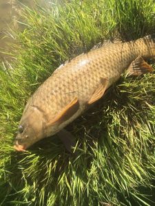 Common Carp