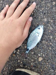 Saddled Seabream