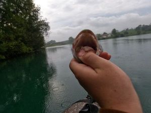 Smallmouth Bass