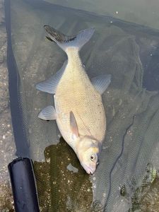 Common Bream