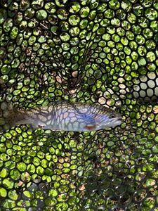 Rainbow Trout