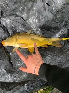 Mirror Carp