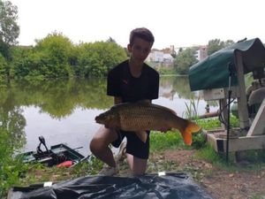 Common Carp