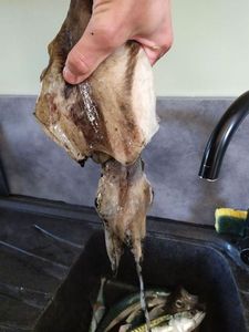 Common Cuttlefish