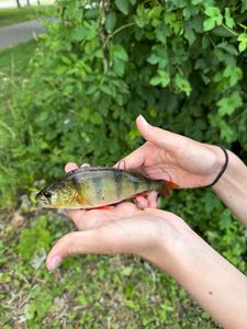 European Perch