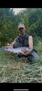 Rainbow Trout
