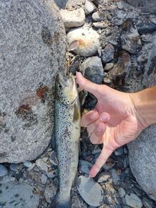 Brown Trout