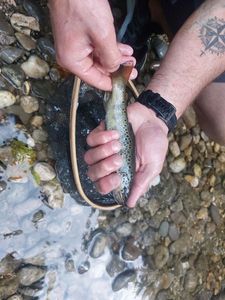 Brown Trout