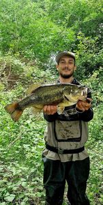 Largemouth Bass