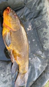 Tench