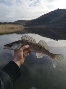 Zander