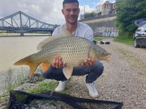 Common Carp