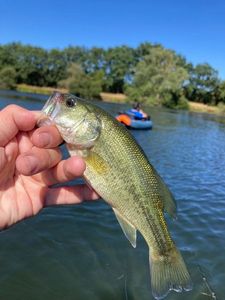 Largemouth Bass