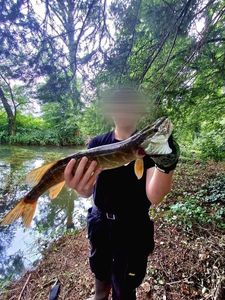 Northern Pike