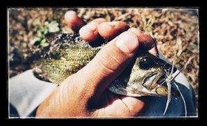 Smallmouth Bass