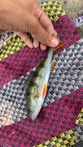 European Perch