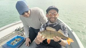 European Perch