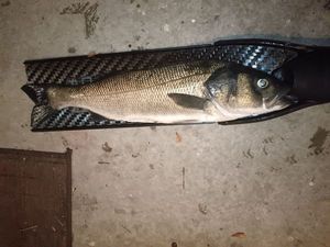 European Bass (Seabass)