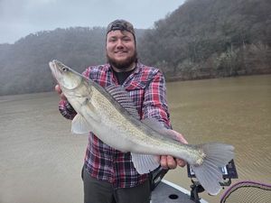 Zander