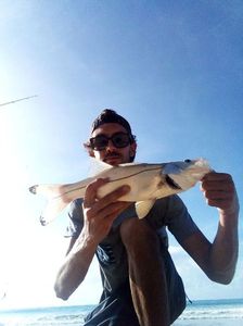 Common Snook