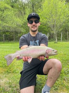 Rainbow Trout