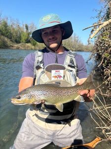 Brown Trout