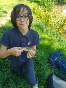 Largemouth Bass