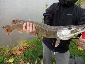 Northern Pike