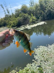 European Perch