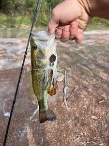 Largemouth Bass