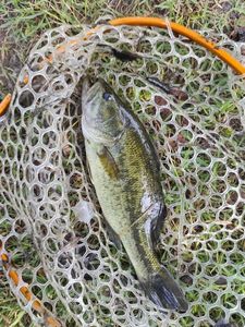 Largemouth Bass