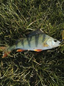 European Perch