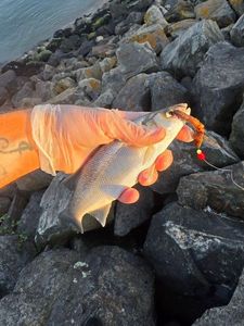 European Bass (Seabass)