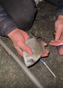 White Seabream