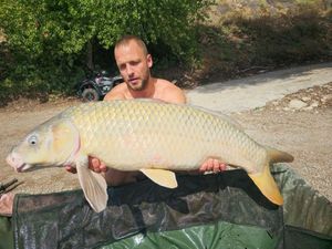 Common Carp