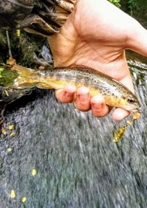 Brown Trout