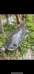 Sturgeon