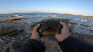Ballan Wrasse