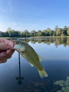 Largemouth Bass