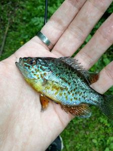 Green Sunfish