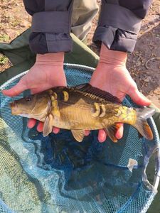Mirror Carp