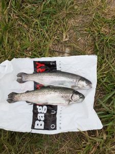 Rainbow Trout