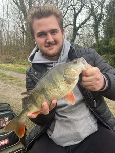 European Perch